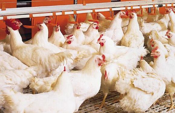 養雞切忌盲目用藥,要以獸醫的判斷為準