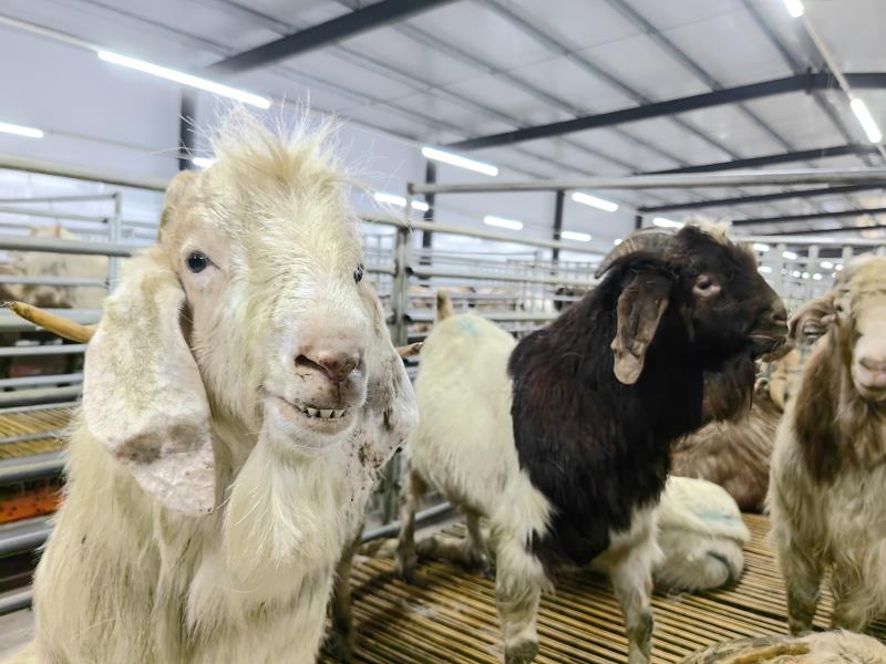 養殖羊這一些要知道 這幾點要注意