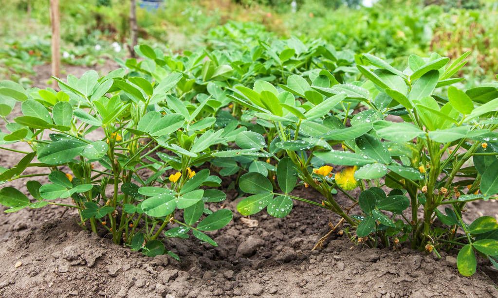 介紹花生種植中的密度控制技巧