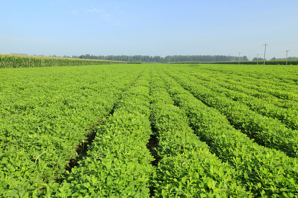 花生種植的技術要點